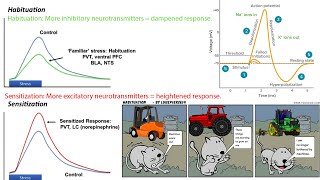 Tinnitus Habituation and Sensitization Explained The Truth Behind Pawel Jastreboffs Model and TRT [upl. by Aicinat]