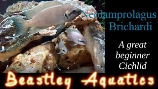 Neolamprolagus Brichardi  A great beginner Cichlid  A guide to keeping and breeding [upl. by Ahseenat533]