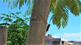 Zikaden Geräusche ǀ Zikaden Zirpen ǀ Cicada Sound ǀ Naturgeräusche ohne Musik ǀ 10 Minuten [upl. by Jephthah]