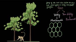 Meristematic tissues  Tissues  Biology class 9  Khan Academy [upl. by Manvel]