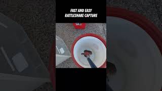 Rattlesnake Capture Fast and Easy [upl. by Afatsom227]