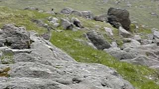 Großer Brachvogel Numenius arquata  Island  Iceland [upl. by Christopher]