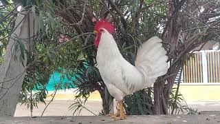 Beautiful White Leghorn Rooster Crowing in the afternoon [upl. by Moraj]