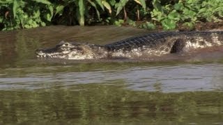 Pantanal um santuário ameaçado [upl. by Ahsened829]