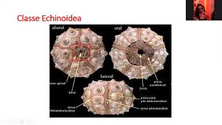 47 AULA  Filo Echinodermata Classes Echinoidea Holothuroidea e Crinoidea forma e função [upl. by Brigitte]