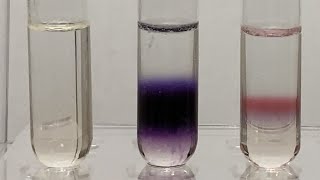 Molischs Test for Carbohydrates 20 [upl. by Maximilian]