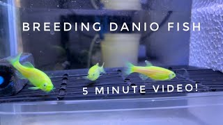 How To Breed Danio Fish [upl. by How793]