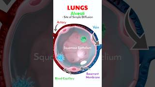 Alveoli  Site of Simple Diffusion 🫁 shorts [upl. by Tristas167]