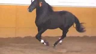 Andalusian PRE black stallion  SOLD TO USA  HORSESPRECOM [upl. by Poirer]