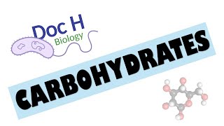 OCR ALevel Biology  Carbohydrates 212 Biological Molecules [upl. by Bashuk]