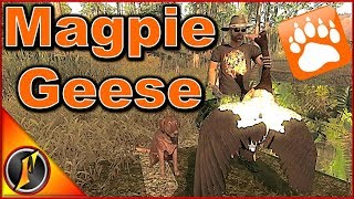 NEW Magpie Geese Hunting  theHunter Classic 2018 [upl. by Torey]