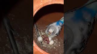 Two baby hatched animals birds parrot foryou lovebirds youtubeshorts budgies [upl. by White]