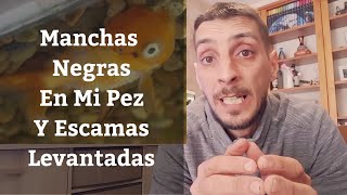 🔵 Manchas Negras Y Puntos En Nuestro PezIctiosporidiosis O Enfermedad De Piel D Lija Acuarios MB [upl. by Letnwahs]