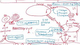 USMLE Rx Express Video of the Week Thrombogenesis [upl. by Asilak236]