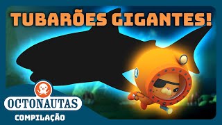 Octonautas  🦈 Tubarões GIGANTES 🦈  Compilação  Episódios inteiros [upl. by Aikemot]