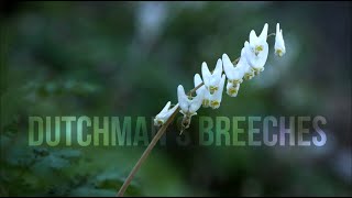 Plant Profiles Dicentra cucullaria [upl. by Aidne]