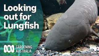 Lungfish – growing habitat for a prehistoric fish with lungs  Discovery  Gardening Australia [upl. by Dituri901]