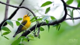 Prothonotary Warbler Portrait [upl. by Ceevah]