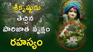 A Mysterious Tree  Mystery of Parijatha Tree  Unknown Facts  Eyeconfacts [upl. by Gorges937]