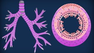 Trachea e bronchi [upl. by Notseh]