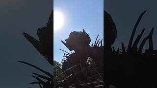 The wickerman at Alton towers pov altontowersresort altontowers themepark merlin gooddays [upl. by Lraed]