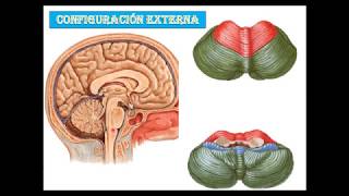 Anatomia del cerebelo [upl. by Danica]