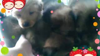 Chow chow Mix Pomeranian Puppies [upl. by Riker]