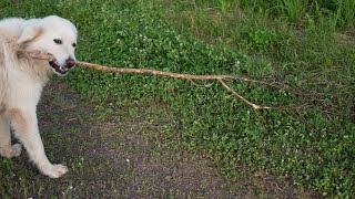 Exercising Your Great Pyrenees Dog  A Guide [upl. by Eneryc374]