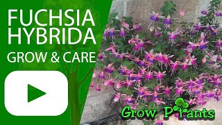 Fuchsia hybrida – grow amp care Beautiful Fuchsia plant [upl. by Jarred]