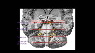 CONFIGURACION INTERNA DE TRONCO Y CEREBELO [upl. by Chemosh]