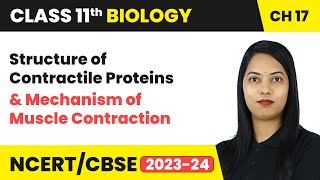 Structure of Contractile Proteins amp Mechanism of Muscle Contraction  Class 11 Biology Ch 17  CBSE [upl. by Atikihc]