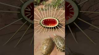 Survival Skills SIMPLE and USEFUL with watermelon turtle bushcraft camping outdoors [upl. by Nomead959]