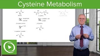 Cysteine Metabolism – Amino Acid Metabolism  Lecturio [upl. by Ainadi401]