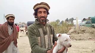 Kohat Dog [upl. by Lindblad]