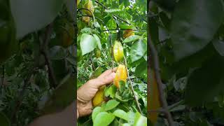 Picking Start Fruit Balimbing starfruit balimbing [upl. by Annabella]