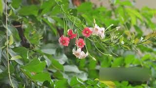 EAT the CATS plant LIVE LONGER LIVES Uncaria tomentosa AKA CATS CLAW PLANT [upl. by Dow]