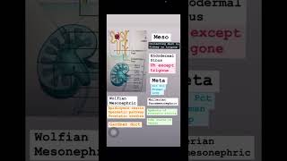 Embryology renal system usmlestep neetpgpreperation anatomy medicalstudent inicet usmlestep [upl. by Langelo149]