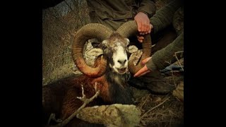 Mouflon hunting in HungaryVanatoare de mufloni in Ugaria biggamehunter vanatoare hunting [upl. by Silohcin]