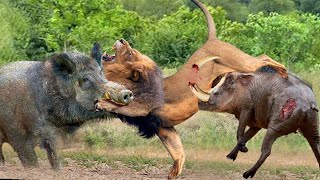 Warthog family joins forces to attack lions wild animal attack [upl. by Stu]