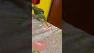 Masir sathe jhamela kore soitan ta😂 trending viral parrot youtubeshorts subscribe shorts [upl. by Terrance336]