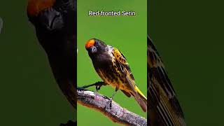 Redfronted Serin bird birds nature shorts [upl. by Greenwald]