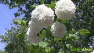 Viburnum opulus  Schneeball als Stämmchen [upl. by Celinda437]