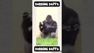 Koyyavaa paayavaa 🤣 funny shorts monkey shortsfeed comedy funnyanimals monkeyvideo animals [upl. by Kassia]