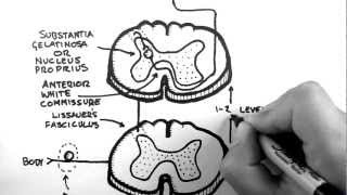 Spinal Pathways 3  Spinothalamic Tract [upl. by Urbannai]