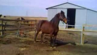 Morgan horse mare Dancer trot big [upl. by Arola684]