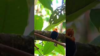 Redcapped Manakin Call 🌳 shorts manakin birdsounds [upl. by Ajat939]