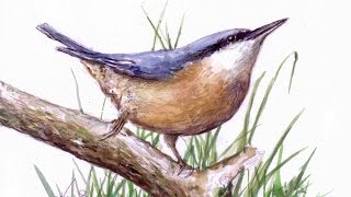 Nuthatch Bird Time Lapse Watercolour Painting [upl. by Hollister172]