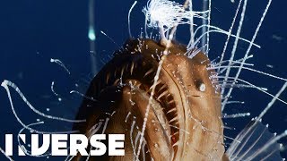 First footage ever of deepsea anglerfish mating  Inverse [upl. by Patric]