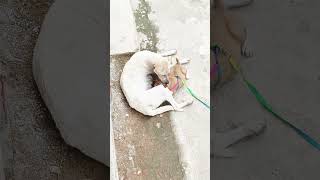 Pedigreed puppies are suckling milk from a stray dog shorts TinyTinaTV [upl. by Rachael115]