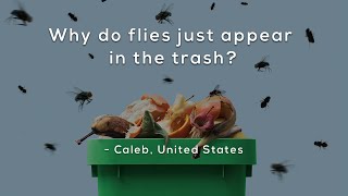 Why do flies just appear in the trash [upl. by Anaoj]